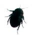 Eupolyphaga sinensís Eupolyphaga sinensís